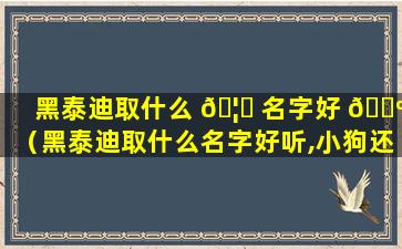 黑泰迪取什么 🦈 名字好 🐺 （黑泰迪取什么名字好听,小狗还能听懂）